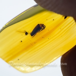 V2087 Coleoptera Lampyridae Fossil In Dominican Amber 12