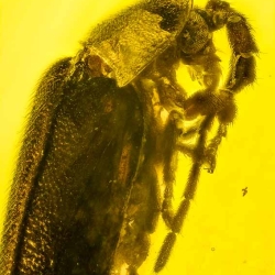 V2087 Coleoptera Lampyridae Fossil In Dominican Amber 2