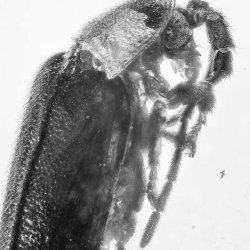 V2087 Coleoptera Lampyridae Fossil In Dominican Amber 3