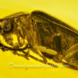 V2087 Coleoptera Lampyridae Fossil In Dominican Amber 4