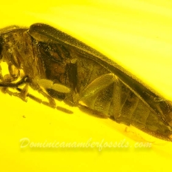 V2087 Coleoptera Lampyridae Fossil In Dominican Amber 6