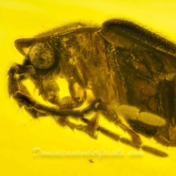 V2087 Coleoptera Lampyridae Fossil In Dominican Amber 8