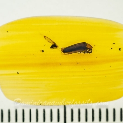 V2087 Coleoptera Lampyridae Fossil In Dominican Amber 9