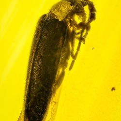 V2087 Coleoptera Lampyridae Fossil In Dominican Amber