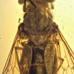 V525 Diptera Tabanidae   Tabanid Horse Fly 4