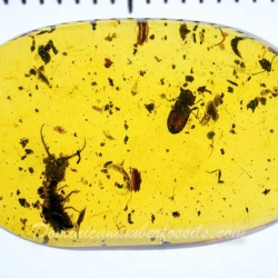 VB0101 Owlfly Larva Burmite 10