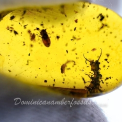 VB0101 Owlfly Larva Burmite 12