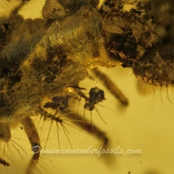 VB0101 Owlfly Larva Burmite 3