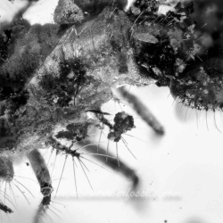 VB0101 Owlfly Larva Burmite 4