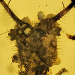 VB0101 Owlfly Larva Burmite 5