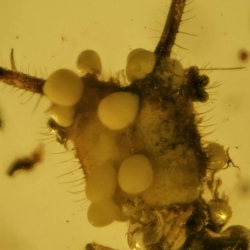 VB0101 Owlfly Larva Burmite 8