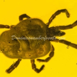 Velvet Mite Inclusion Dominican Amber 10