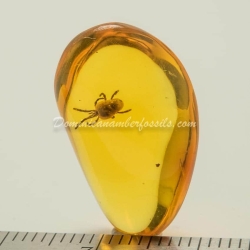 Velvet Mite Inclusion Dominican Amber 2