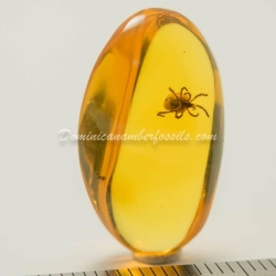 Velvet Mite Inclusion Dominican Amber 4