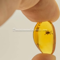 Velvet Mite Inclusion Dominican Amber