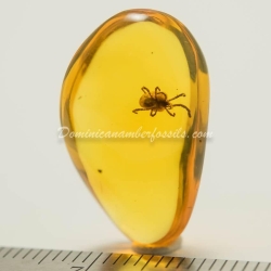 Velvet Mite Inclusion Dominican Amber 5