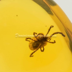 Velvet Mite Inclusion Dominican Amber 6