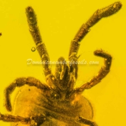 Velvet Mite Inclusion Dominican Amber 8