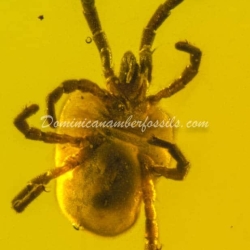 Velvet Mite Inclusion Dominican Amber 9