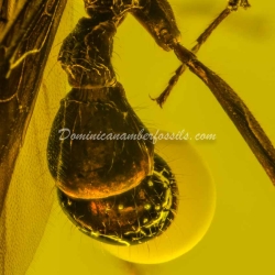 Winged Ant With Big Bubble 7