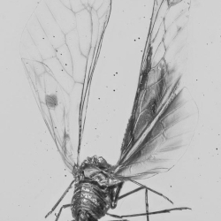  V1069 Homoptera Auchenorrhyncha Fulgoroidea Derbidae 7